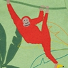 Kiwi Marl/Orangutan